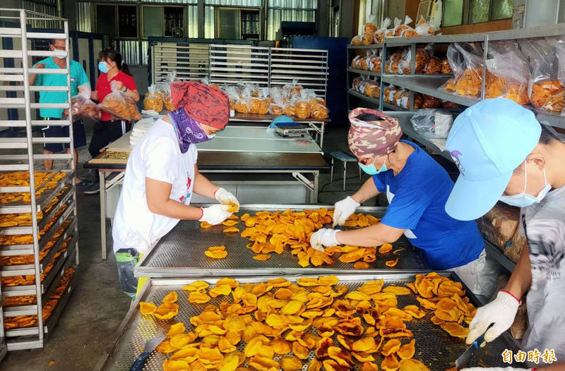 台南官田區農會芒果乾烘製加工場連兩日滿載運轉，烘製果農送來的芒果切片。（記者楊金城攝）