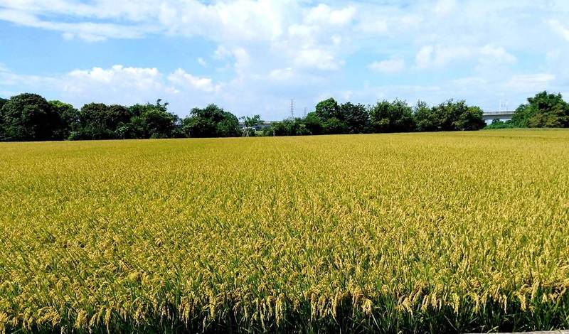 台南二期稻作將全面供灌，台南市長黃偉哲除請農民及早準備，也呼籲目前水情尚未完全舒緩，農民仍需節約用水。（圖由南市農業局提供）