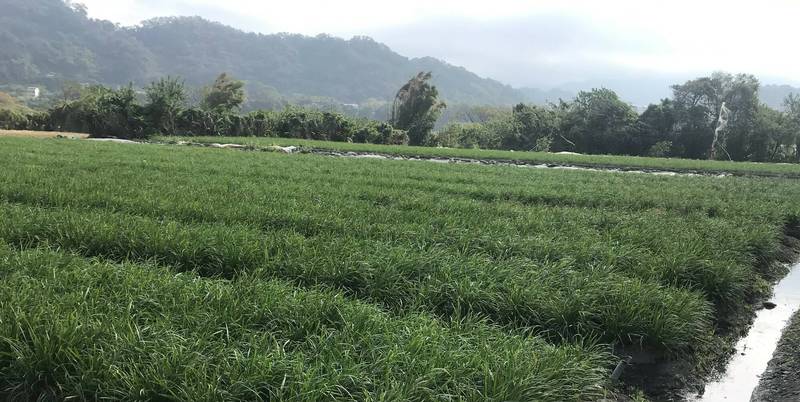 民眾申請在河川區種植各式各樣的作物。（水務局提供）