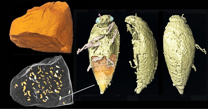 高雄 中山大學跨國研究糞便化石中找到新科甲蟲 高雄市 自由時報電子報