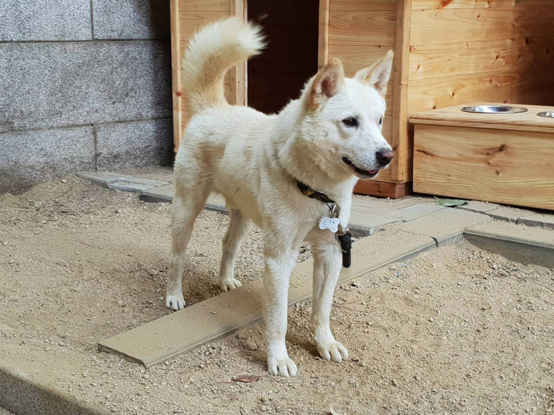 金正恩送的豐山犬又生了！文在寅親自餵奶畫面曝光 - 國際 - Vimarsana News