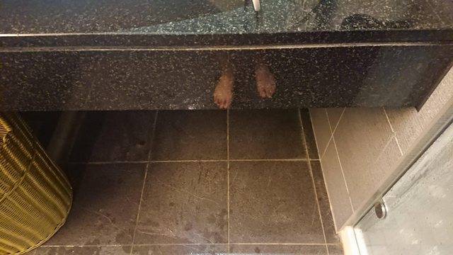 網友表示自己洗完澡時，竟在洗手台下方看到「一雙腳」，讓他嚇破了膽。（圖取自社群論壇「PTT」）