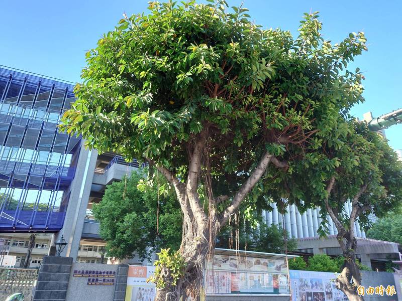 台南健康路8棵印度橡膠樹「殺無赦」？刀下留不留樹引熱議 - 生活 - 自