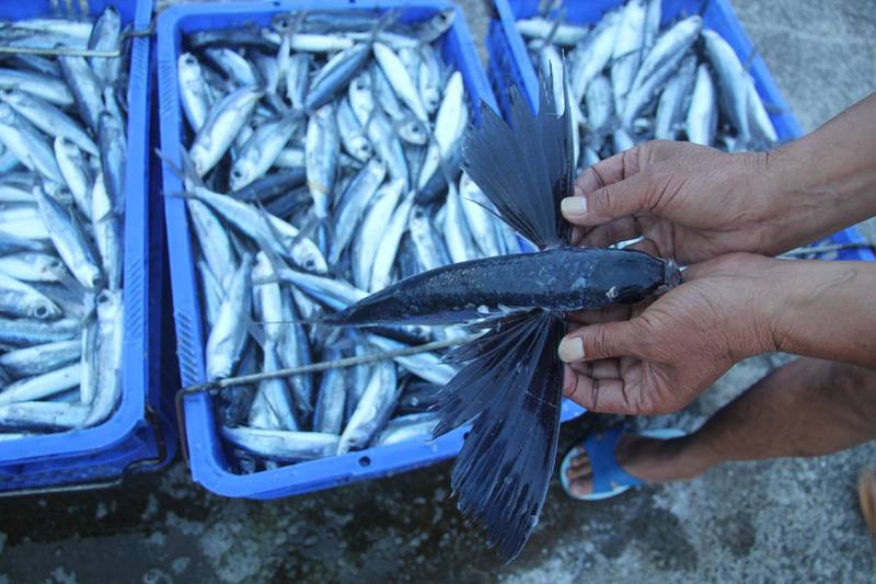 飛魚卵漁期至7月31日止每艘船限配額2公噸 生活 自由時報電子報