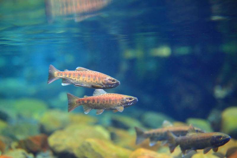 配對的成熟雌雄鮭魚。（雪霸處提供，吳誌堂拍攝）