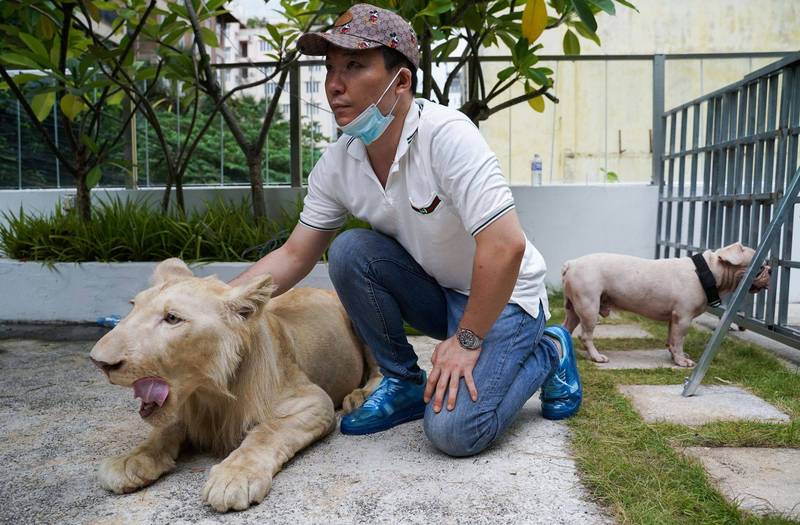 柬埔寨一名男子因養獅子當寵物，遭警方帶走獅子，在首相的核可下，獅子又重返男子家。（路透）