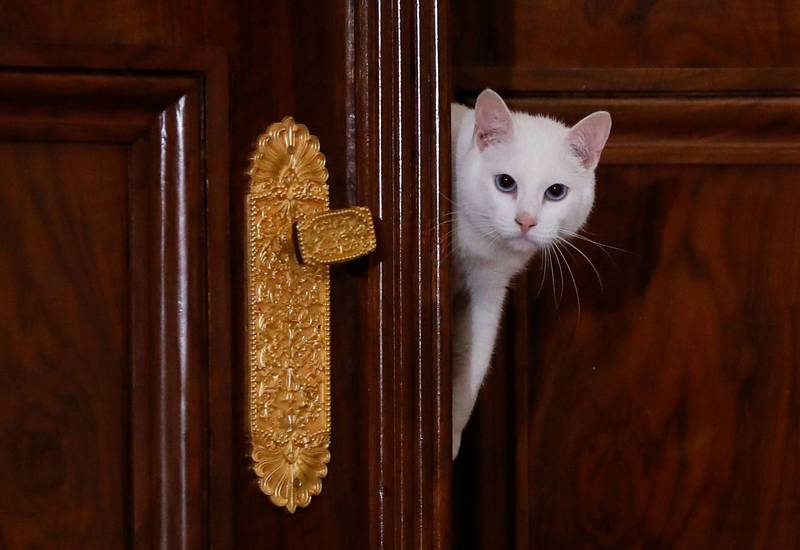驚悚影片曝光！愛貓猛對「空氣」撒嬌 飼主嚇到睡不著