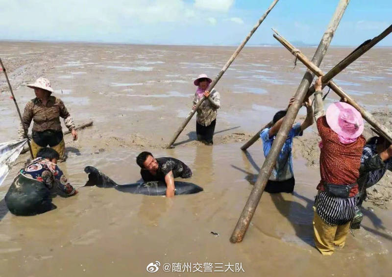 浙江台州临海市发现12只「瓜头鲸」搁浅，警民合力抢救。（翻摄自微博）(photo:LTN)