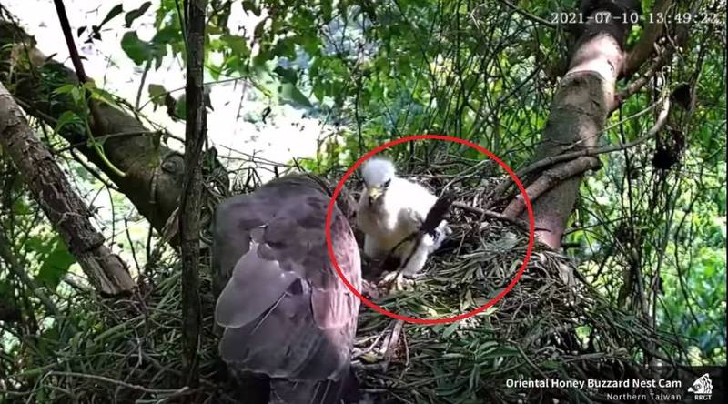 一隻雄性東方蜂鷹「雄黃」在巢內準備把獵捕到的青蛙餵給幼鳥「小粽子」，沒想到青蛙趁隙往旁邊縱身一跳，傻眼的「雄黃」立刻往青蛙跳下的方向查看，無奈青蛙早已「逃逸無蹤」。（圖取自「台灣猛禽研究會」臉書粉專）