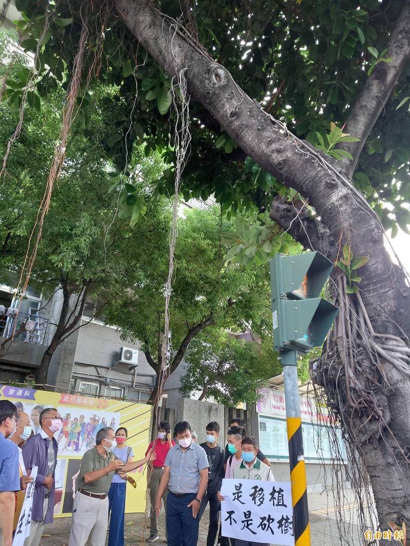 台南健康路8顆橡膠樹砍不砍 文史工作者戰植物專家 - 生活 - Vimarsana News