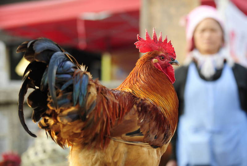 四川爆「禽傳人」H5N6禽流感 港媒曝：病患情況危急