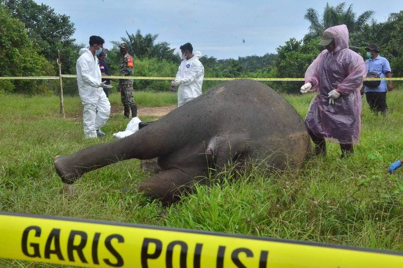 印尼一個動物保護組織近日展開盜獵調查，在亞齊省（Aceh）發現一頭蘇門答臘象（Sumatran elephant）的屍體。（法新社）