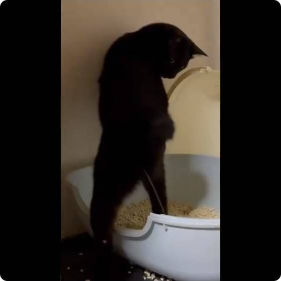 猶如人類！日本黑貓站著小便 網友：喝醉的老頭子！
