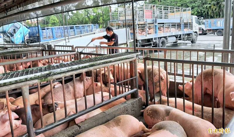 適逢周六豬隻交易頭數較平常日減少約6千頭，還有受疫情、氣候影響，17日毛豬交易價格每公斤為88.67元，創歷史新高。（資料照）