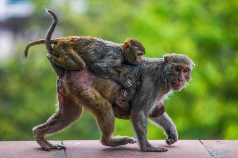中国疾病预防控制中心周报在16日发表一份报告，发现首例人类感染「猴B病毒」（Monkey B Virus）病例，患者为一名53岁男性兽医。示意图非当事猴子。（法新社）(photo:LTN)