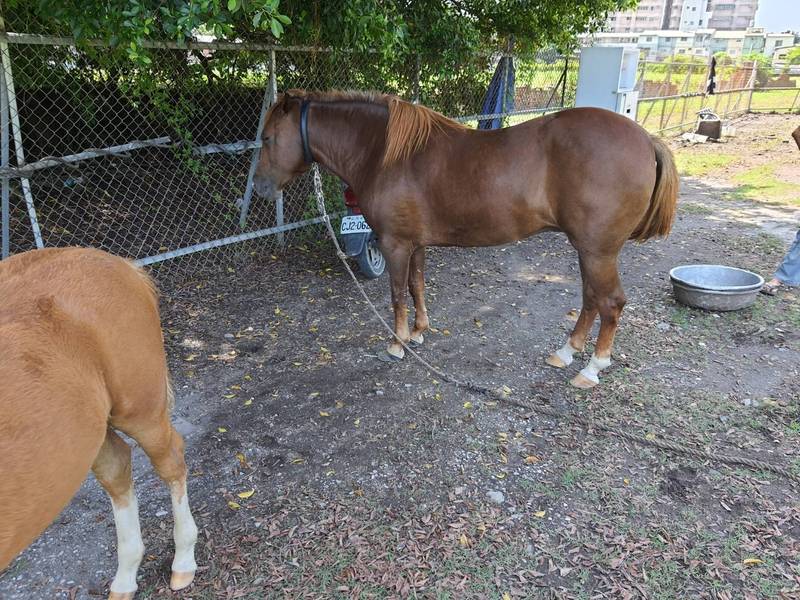 飼主蔡男平時將馬匹綁在同盟路附近草地上吃草飼養，
昨晚7時許，其中一匹大、一匹小馬趁繩子鬆綁時，大搖大擺走到馬路上，驚嚇到用路人。（讀者提供）