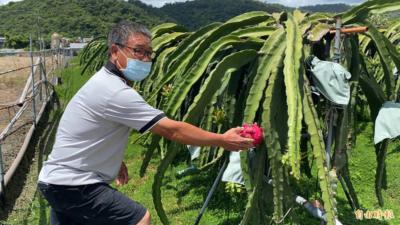 礁溪鄉果農林蒼碧說，強風暴雨下，火龍果樹枝條會斷裂，果實也跟著報銷。（記者蔡昀容攝）