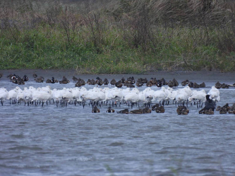 麥仔簝文化協會與雲林縣野鳥學會，今年在濁水溪出海口紀錄到300隻黑面琵鷺。（麥仔簝文化協會理事長吳明宜提供）