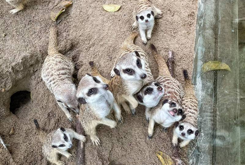 狐獴媽媽「姆水」在一年內陸續迎來8個小孩。（台北市立動物園提供）