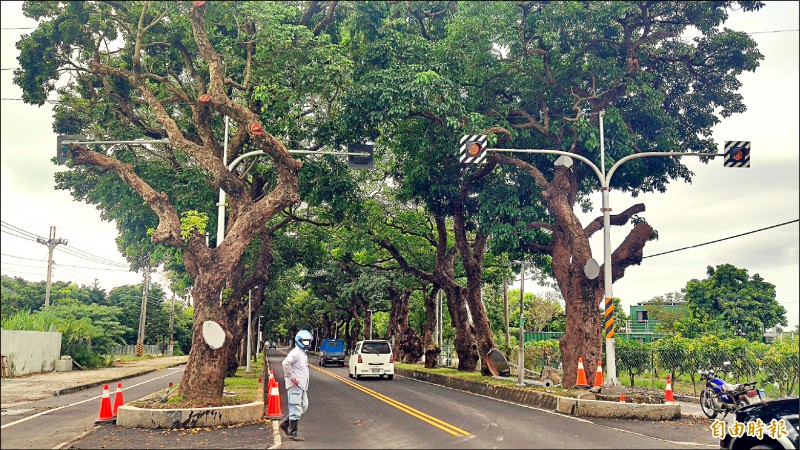 台東綠色隧道部分老茄苳因擋號誌，遭到修剪。（記者黃明堂攝）