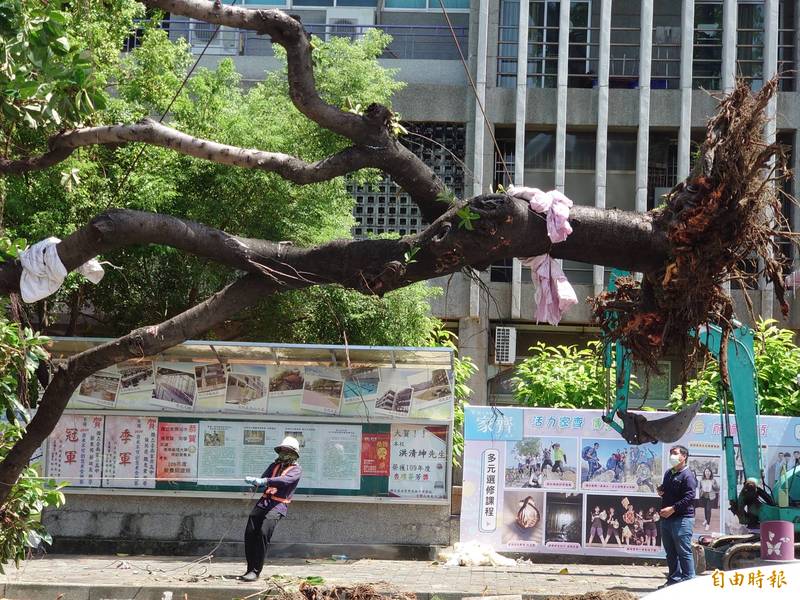 台南健康路橡膠樹「完結篇」 今移植他處生死未卜 - 生活 - 自由時報電