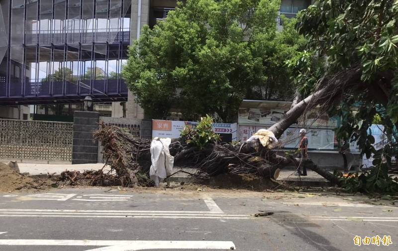 台南健康路橡膠樹已移除 南市議員籲補植原生樹種 - 生活 - 自由時報電