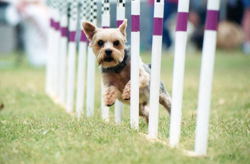 加拿大女童帶愛犬散步意外遭到「郊狼」攻擊，愛犬挺身而出保護小主人。示意圖，與本文無關。（美聯社）