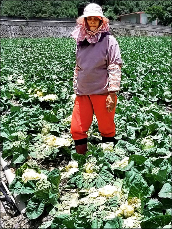 大同鄉四南高冷蔬菜區的大白菜遭獼猴偷吃，農民損失慘重，更擔心「食好鬥相報」，引來更多猴群。（讀者提供）