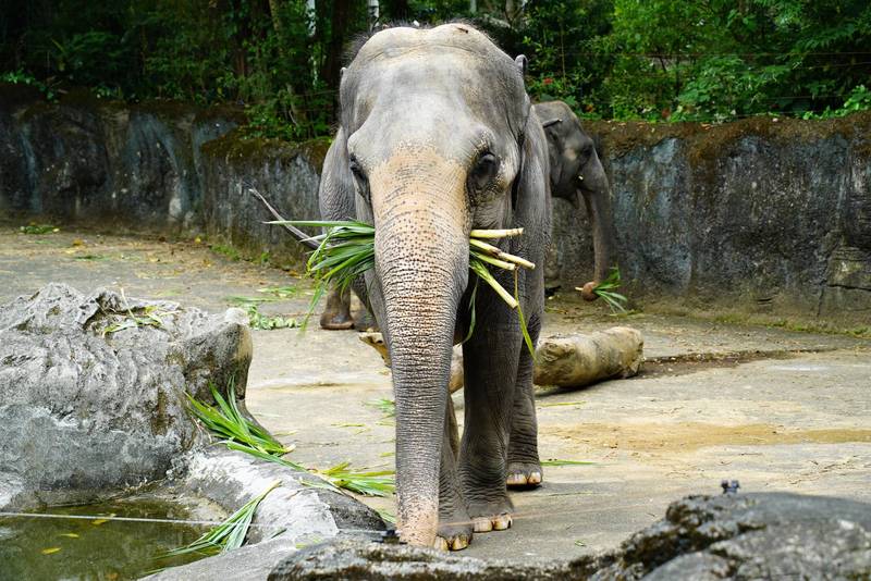 封園77天的北市立動物園終於要在8月1日重新和大家見面了。（台北市立動物園提供）