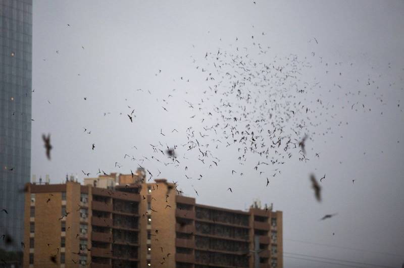 此為蝙蝠示意圖，與新聞無關。（美聯社）
