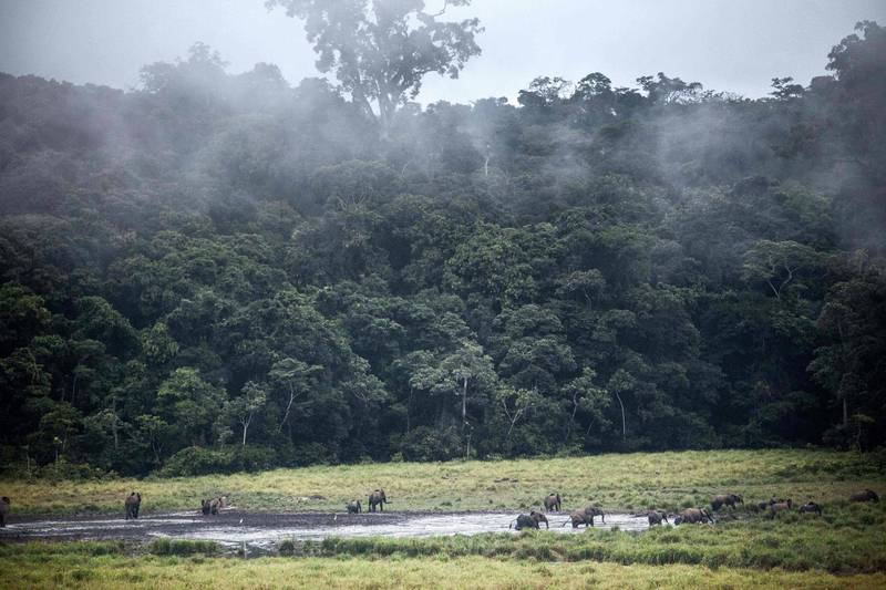 加彭「伊温多国家公园」。（法新社）(photo:LTN)