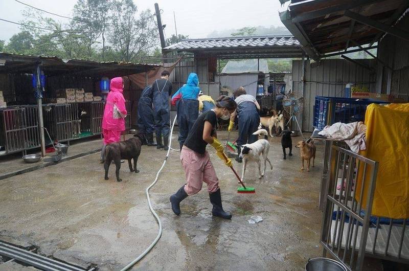 民間人士運作的張媽媽流浪動物之家正在進行環境清消。（動保處提供）