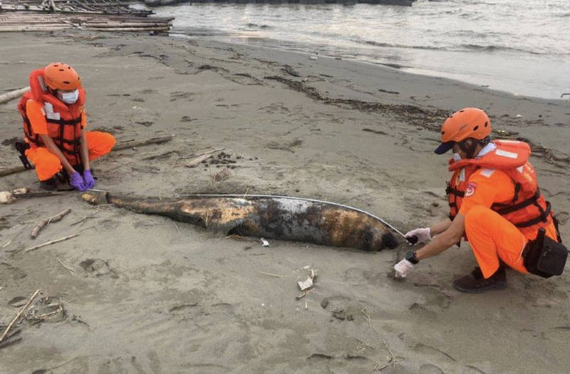 台南市七股頂頭額沙洲昨天（1日）傍晚被漁民發現1頭鯨豚擱淺死亡，確認為小虎鯨。（第11岸巡隊提供）