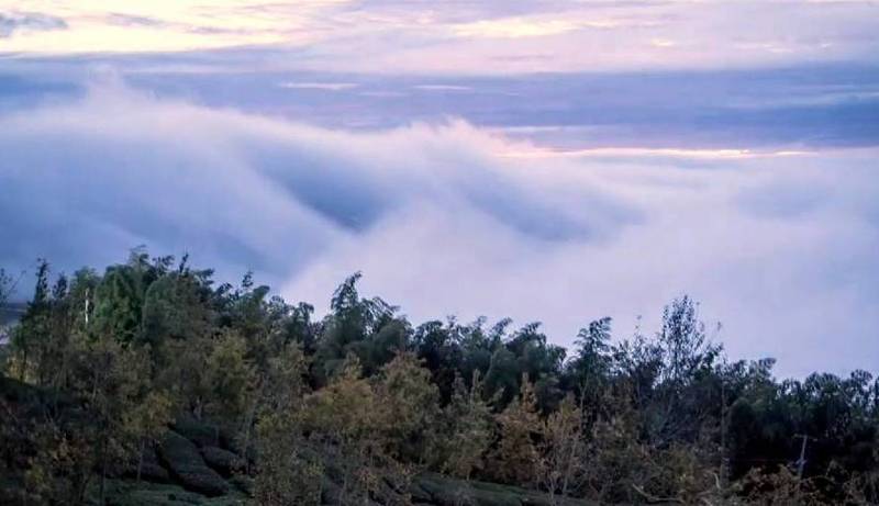南投縣鹿谷鄉大崙山出現雲海似瀑布渲洩而下美景。（林建興提供）