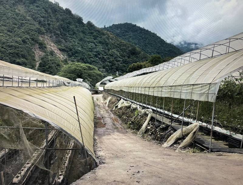 印尼籍逃逸移工皮迪在仁愛鄉南豐村大同山區的番茄園中，持美刀刺殺同鄉同齡的柯瑪莉亞。（仁愛警分局提供）