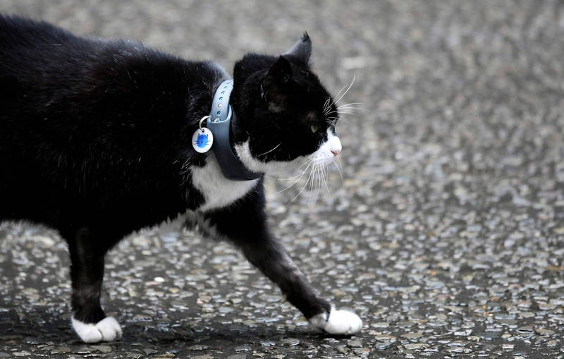 英國爆發疑似飼料導致大量貓咪染上怪病死亡事件。圖為英國外交部首席捕鼠官「帕默斯頓」（Palmerston）2019年4月2日在首相府外「巡邏」。（美聯社檔案照）