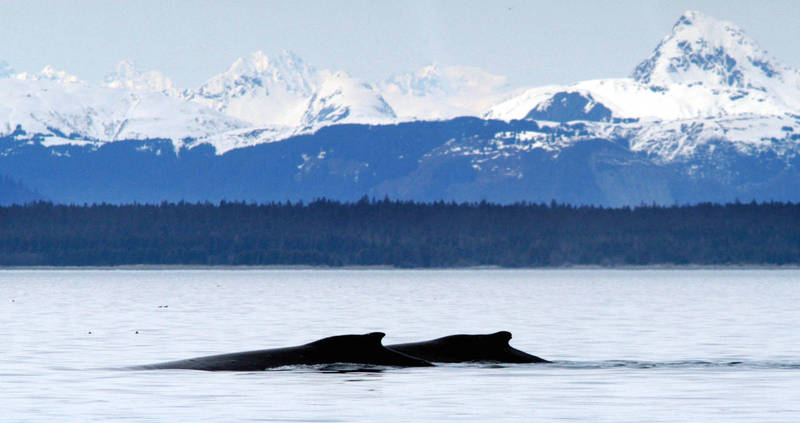 美国阿拉斯加冰川湾国家公园夏季会有座头鲸前来觅食生活。（资料照，美联社）(photo:LTN)