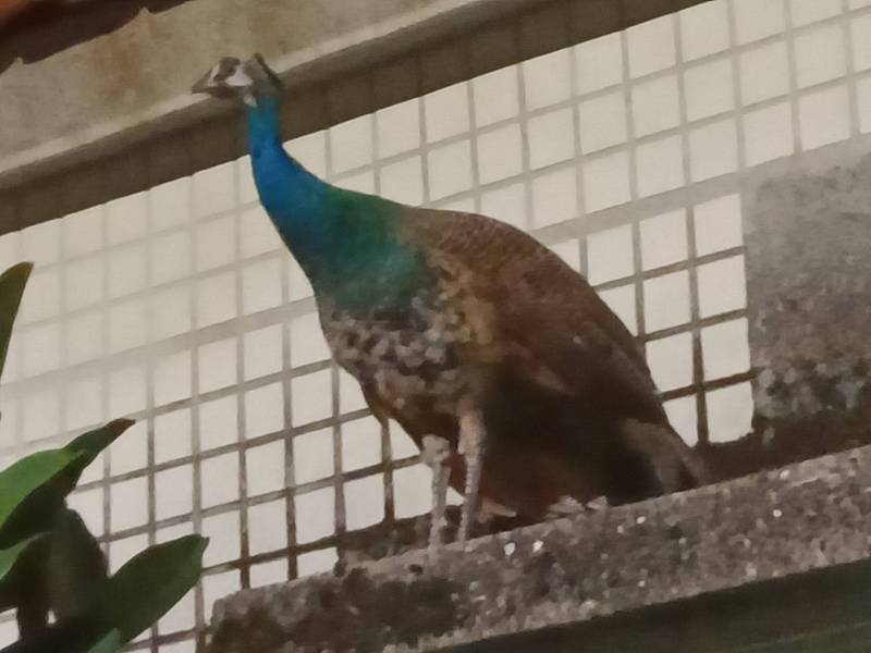 藍孔雀十分美麗，但非本土種，不適合被野放。（動保處提供）