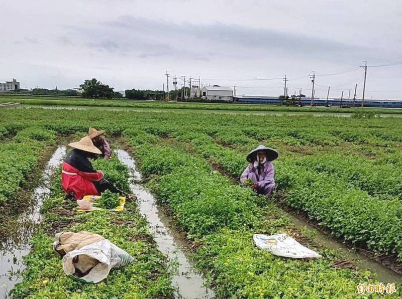 全台農損已逾1.5億元，農委會主委陳吉仲表示已特別要求相關單位掌握農漁畜產品的供應與價格，以因應市場和中元節需求。（資料照）