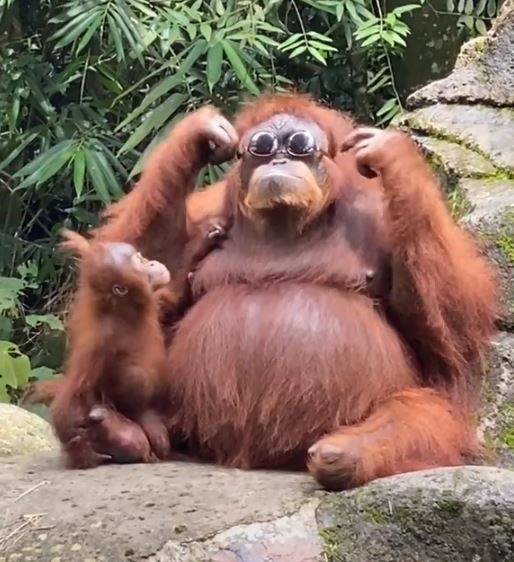 印尼動物園一隻紅毛猩猩戴上遊客太陽眼鏡的影片近期突然爆紅，目前已超過4500萬人次點閱，當地媒體也特別報導此事，引發網友熱議。（圖取自抖音）