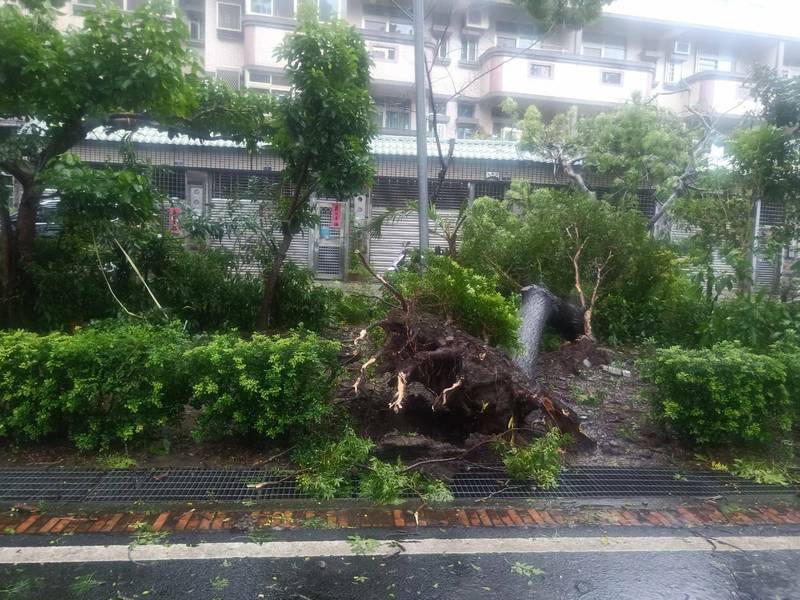 東豐綠廊高聳路樹清晨突然倒塌。（九房里長張鴻斌提供）