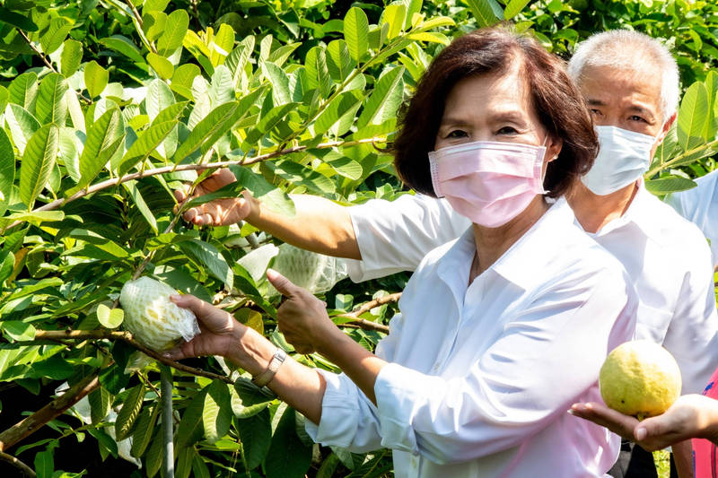 宜蘭縣員山鄉紅心番石榴（芭樂）近期上市，又被稱為「總統芭樂」，今縣長林姿妙前往果園了解今年度產銷情形。（圖由宜蘭縣政府提供）