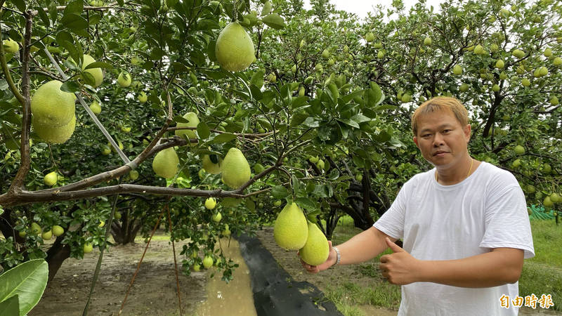 麻豆柚農李明彥說，台南麻豆文旦本週起陸續採收，今年產量跟去年相當，比正常年豐收。（記者楊金城攝）