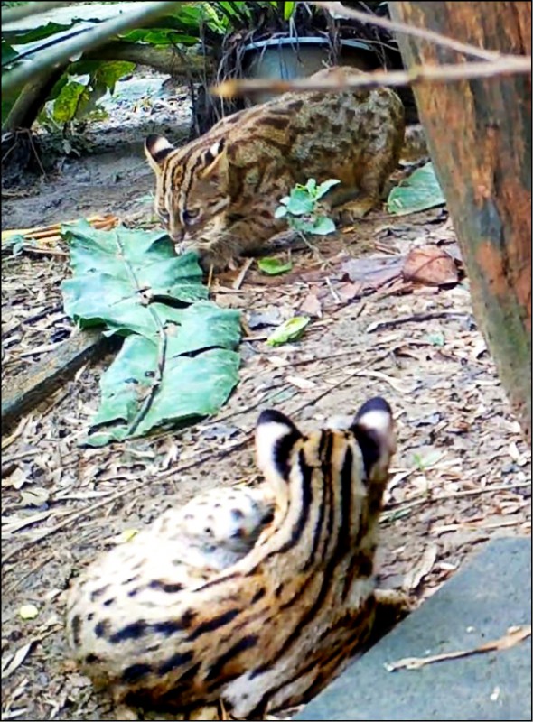 台北市立動物園石虎寶寶開放民眾命名投票。（圖：台北市立動物園提供）