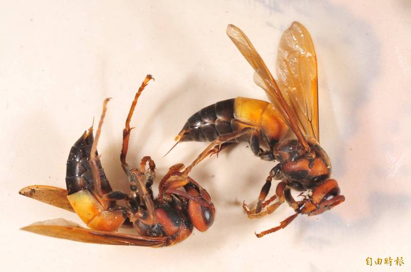 桃園泰籍移工上街買東西疑遭虎頭蜂叮咬多處喪命- 社會- 自由時報電子報