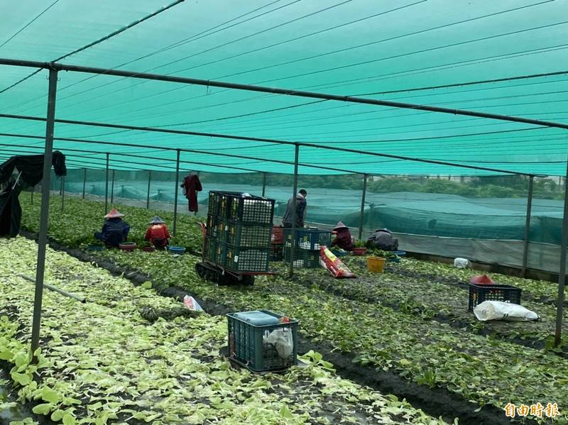 大雨後蔬菜受創嚴重。（記者詹士弘攝）