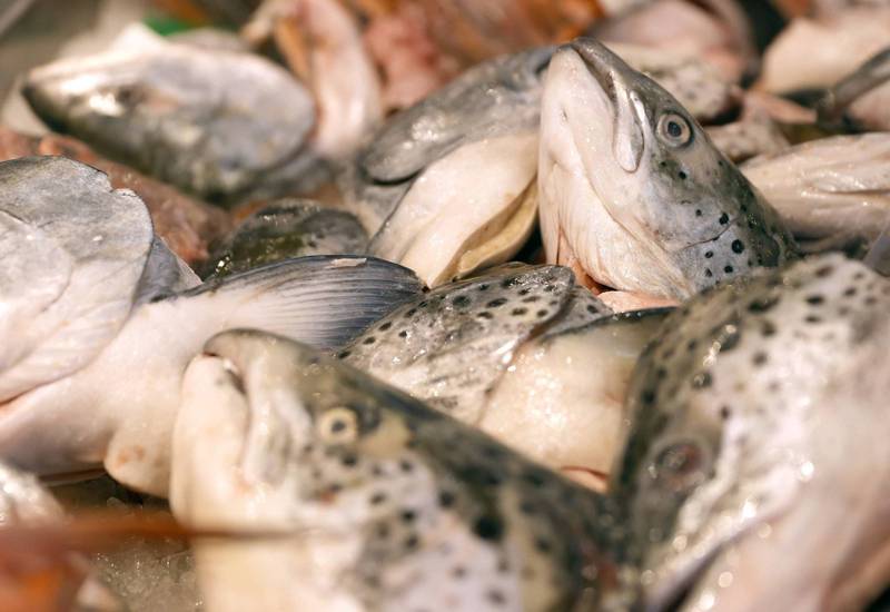 挪威北部城镇阿尔塔（Alta）1间鲑鱼养殖场意外洩漏了1万5000公升的氯，导致9万6000条鲑鱼死亡。图为示意图。（法新社）(photo:LTN)