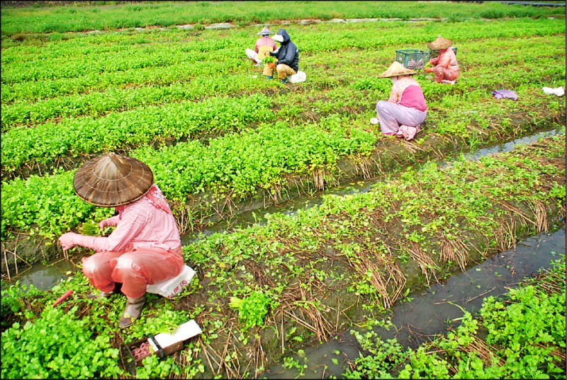 農民趁著大雨過後採收香菜，但存量已所剩不多。（記者顏宏駿攝）