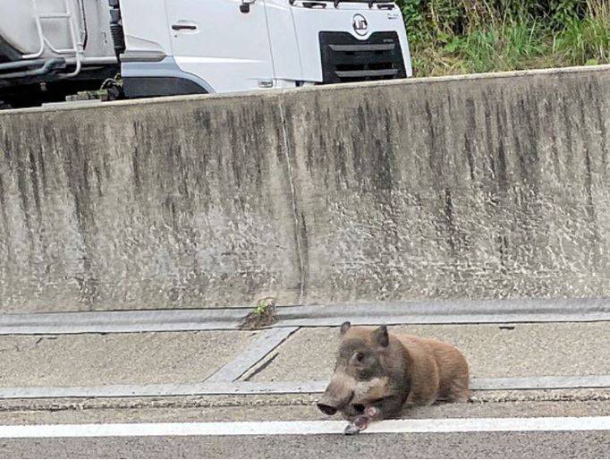 日本仙台市太白區的日本東北自動車道今天凌晨有一頭野豬誤闖，造成交通堵塞。（圖擷取自推特）