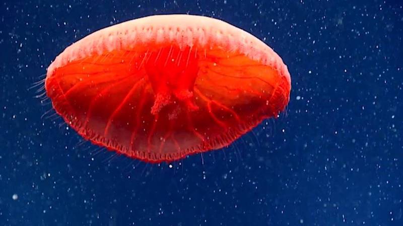 美国国家海洋暨大气总署（NOAA）表示，6月30日至7月29日进行的探险活动中，在海平面下700公尺的深海里发现了1种前所未见的红色水母。（图取自NOAA）(photo:LTN)